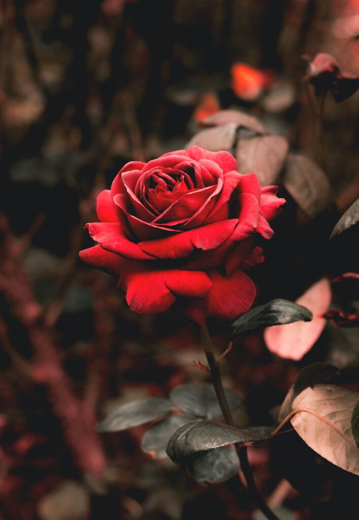 Sognare le rose: guida completa per coltivare e curare i tuoi bellissimi fiori 1 sognare le rose