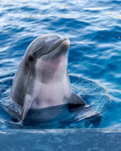 delfino animale spirituale