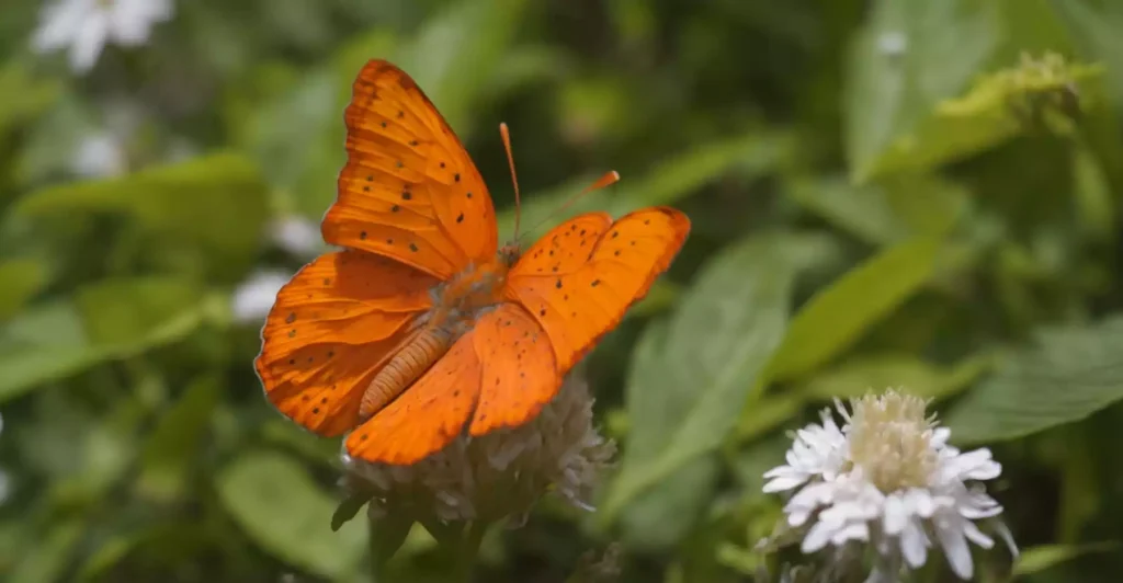 Farfalla arancione
