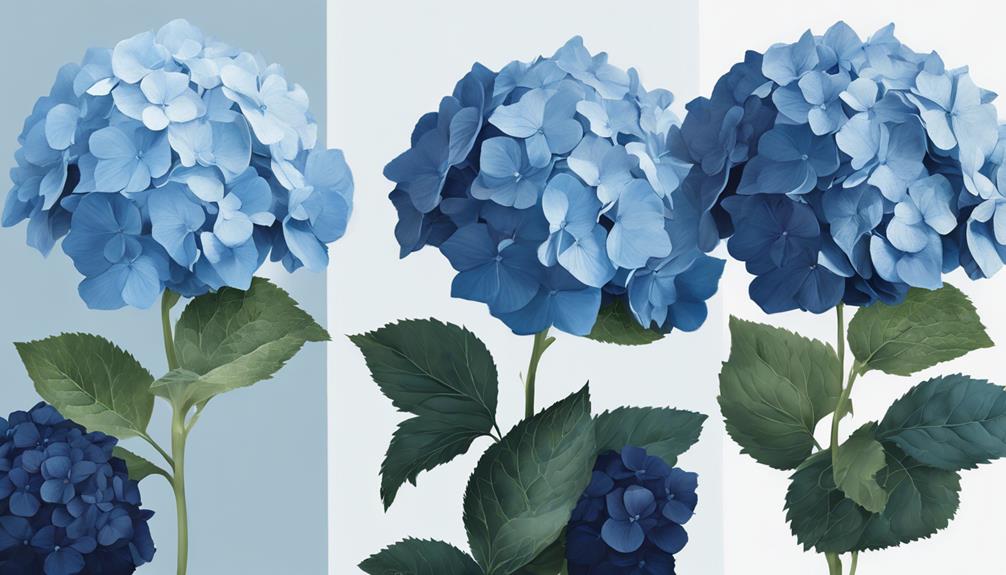 Variétés d'hortensias bleus
